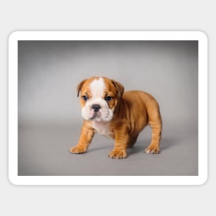Bulldog puppy Sticker